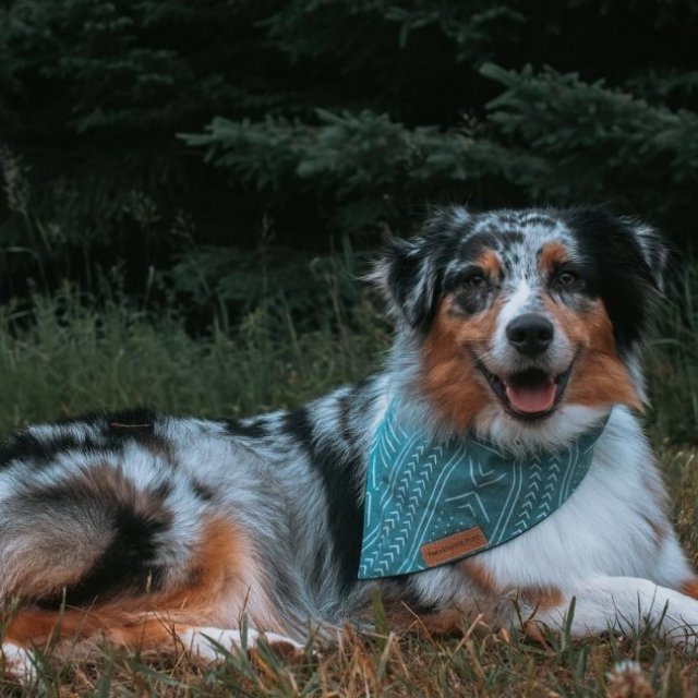 Two Dapper Pupz