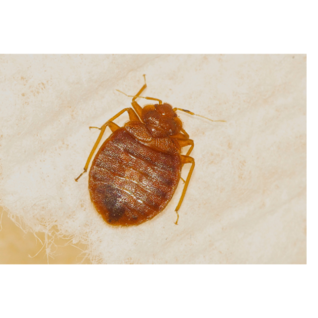 Provincial Pest Control Ottawa