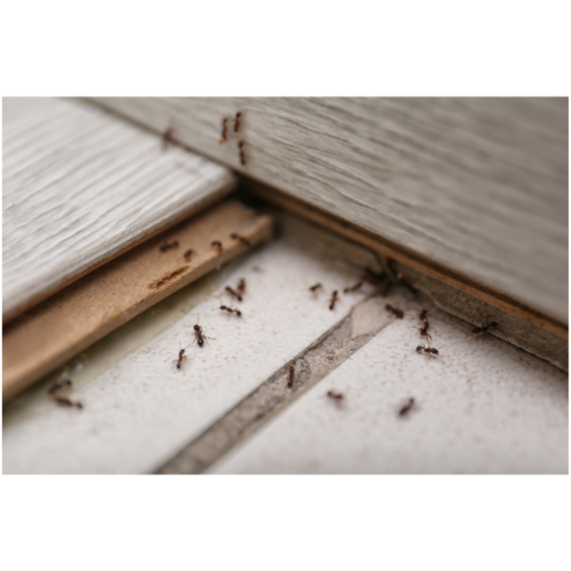 Provincial Pest Control Ottawa