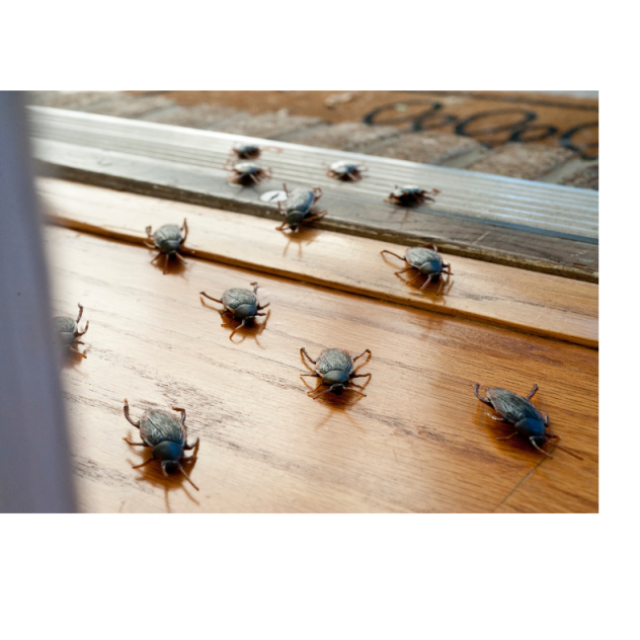 Provincial Pest Control Ottawa