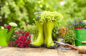 Home & Garden