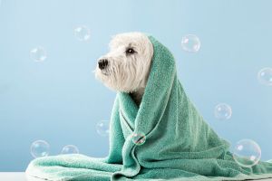 Animal Care & Products
