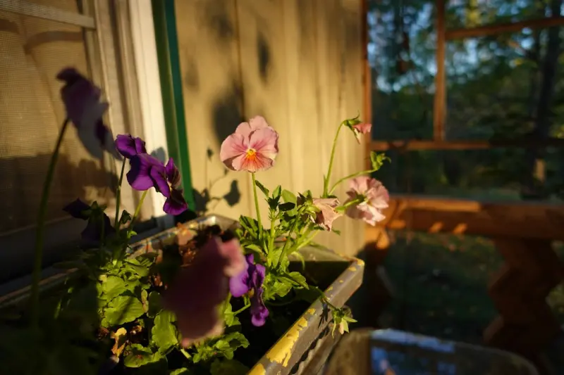Seasonal Window Gardens: Bringing the Outdoors Inside Year‑Round - iBusiness Directory Canada