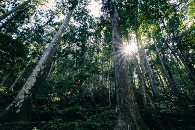 Forest Bathing: Unlocking Immune Strength and Calm in a Fast‑Paced World