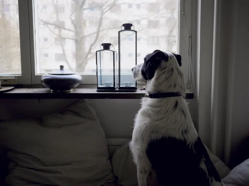 Pet‑Friendly Home Design: Stylish Solutions for Furry Friends