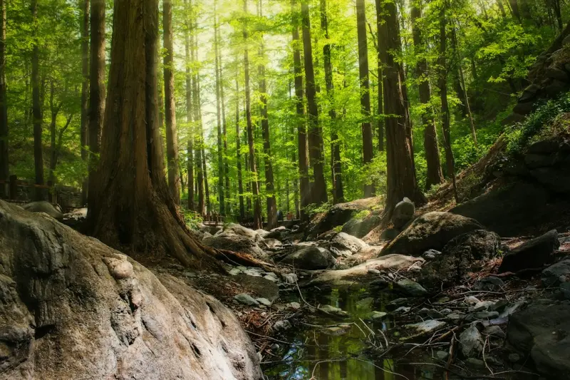 Forest Bathing for Busy Professionals: A Science‑Backed Guide to Recharging Your Health