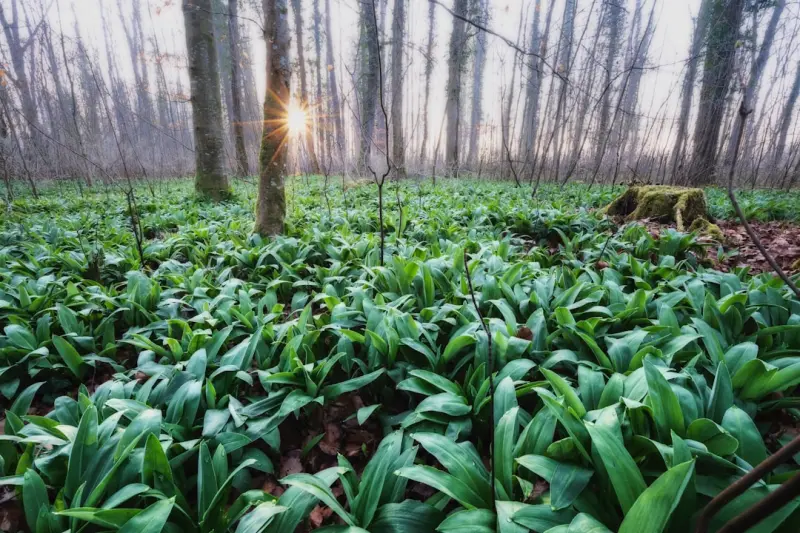 Edible Landscapes: How to Grow a Food Forest in Your Backyard
