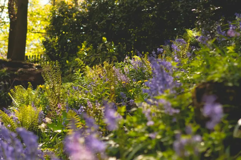 Native Plant Landscaping: A Low‑Maintenance Blueprint for Busy Professionals