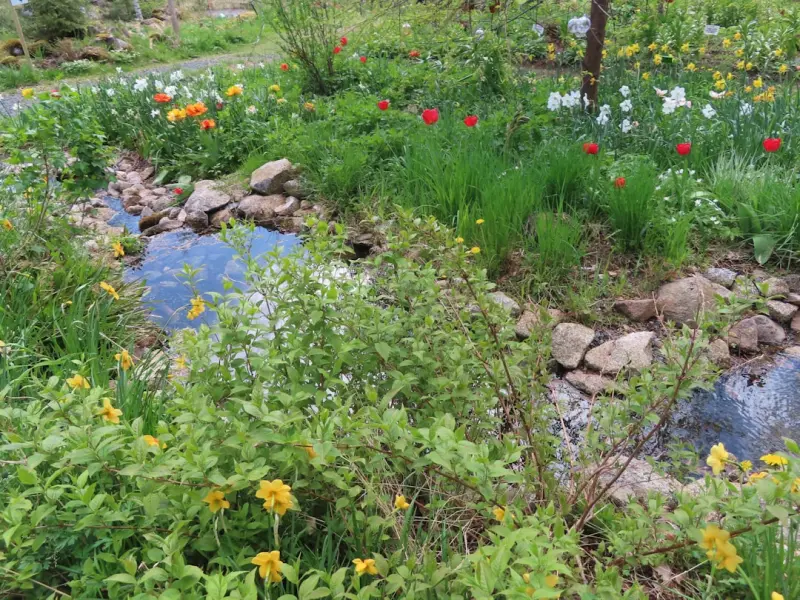 Rain Gardens: Turning Stormwater Into a Backyard Bonus