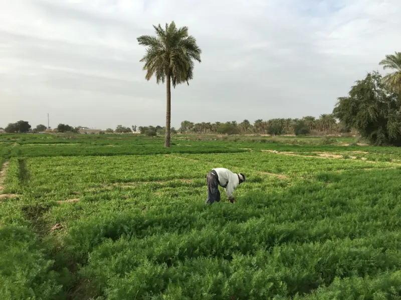 Cultivating a Year‑Round Edible Oasis: Turning Your Backyard into a Food‑First Sanctuary