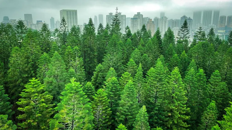 The Rise of Miniature Urban Forests: Turning Small Spaces into Lush Retreats