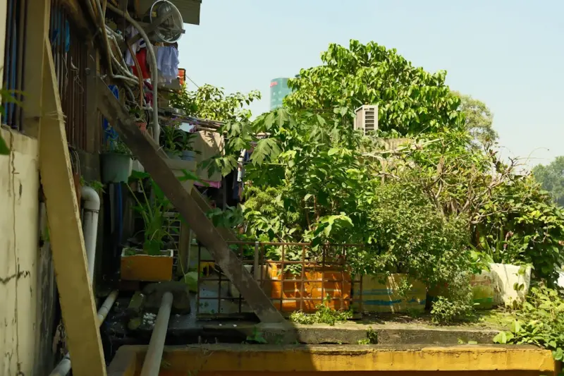 Vertical Gardens: Transforming Small Urban Spaces Into Lush Living Walls