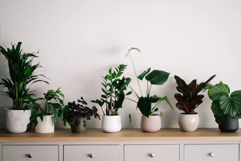 Seasonal Plant Swaps: Keeping Your Indoor Garden Fresh All Year
