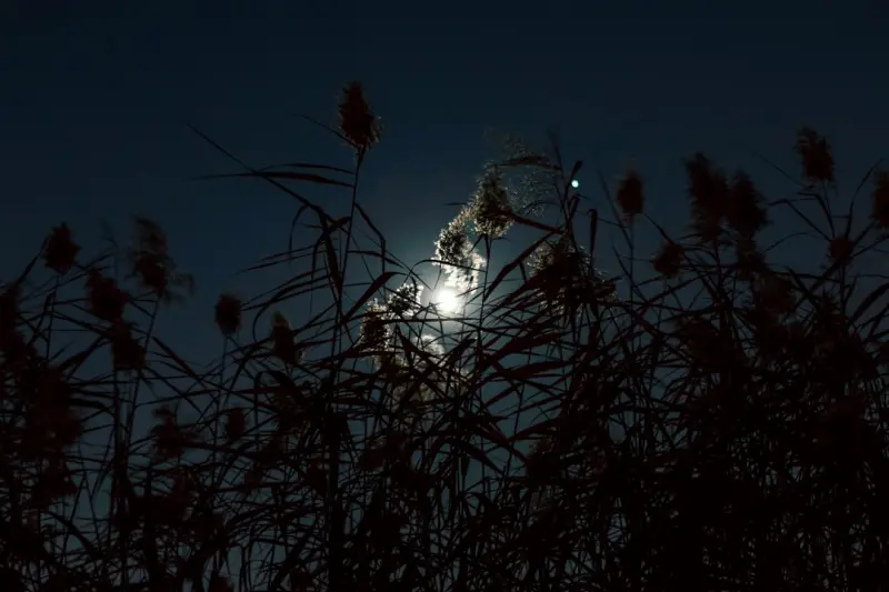 Creating a Moonlit Garden: Light, Plants, and Night‑Time Magic