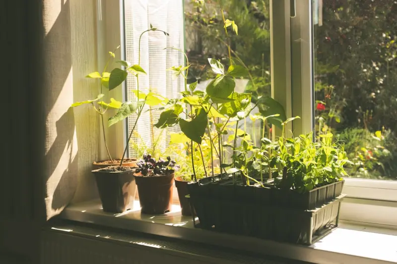 Cultivating Calm: How a Small Home Garden Transforms Everyday Life