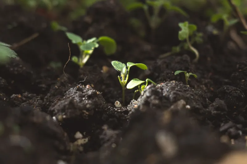 From Soil to Spreadsheet: How My Garden Is Redefining the Future of Employment