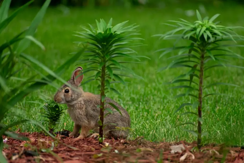 Turn Your Backyard Into a Thriving Wildlife Habitat