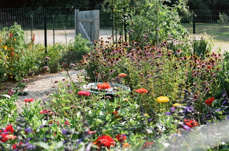Cultivating a Backyard Oasis: Practical Tips for Home Gardeners