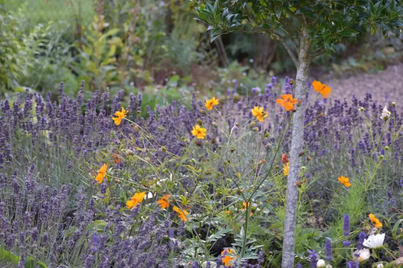 Cultivating a Sensory Garden: Sound, Scent, and Texture for Everyday Wellness