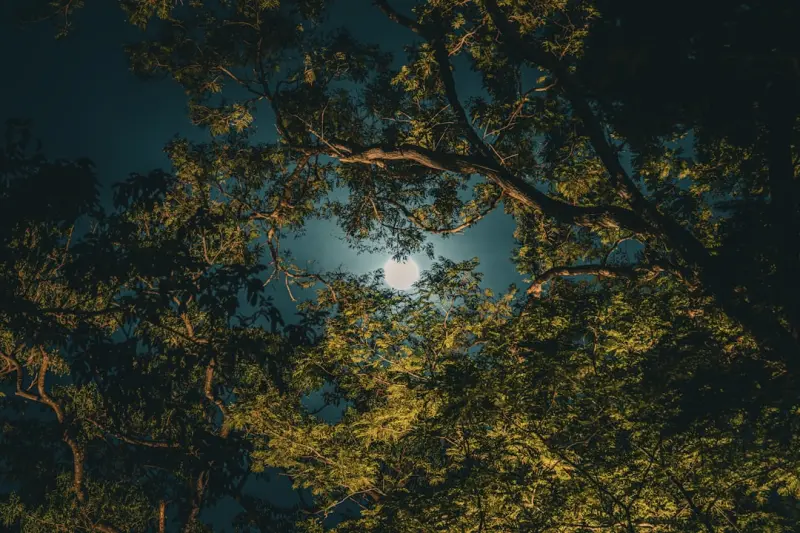 Moonlit Gardens: Creating Nighttime Sanctuaries at Home