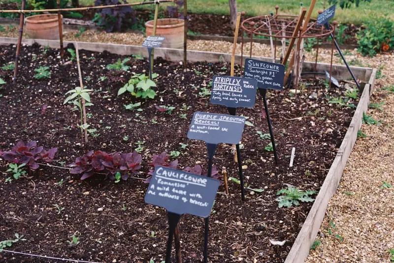 Cultivating a Sensory Garden: A Five‑Sense Sanctuary for Home Wellness