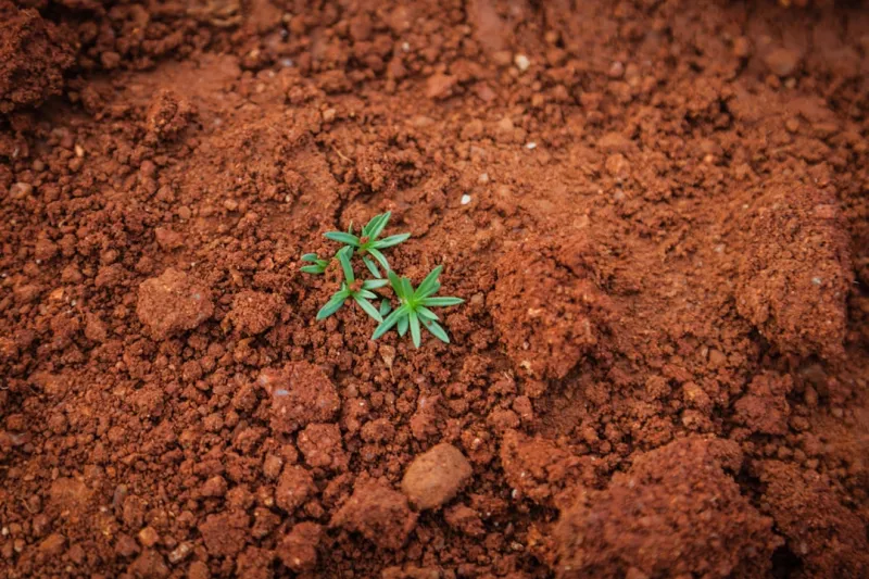 From Soil to Spreadsheet: My Green Workspace Revolution