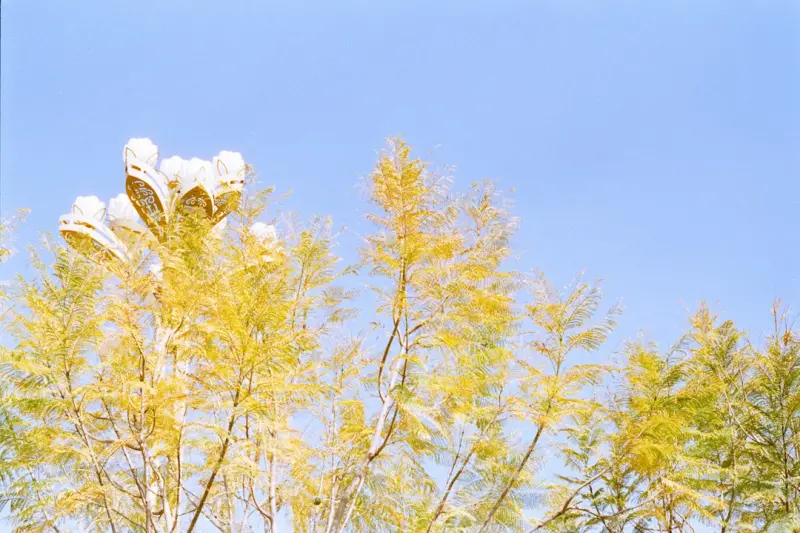 Seasonal Garden Lighting: How to Brighten Your Outdoor Space All Year