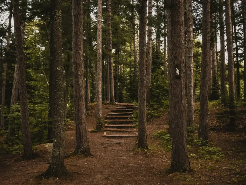 Step Into the Woods: Unleashing the Healing Power of Forest Bathing