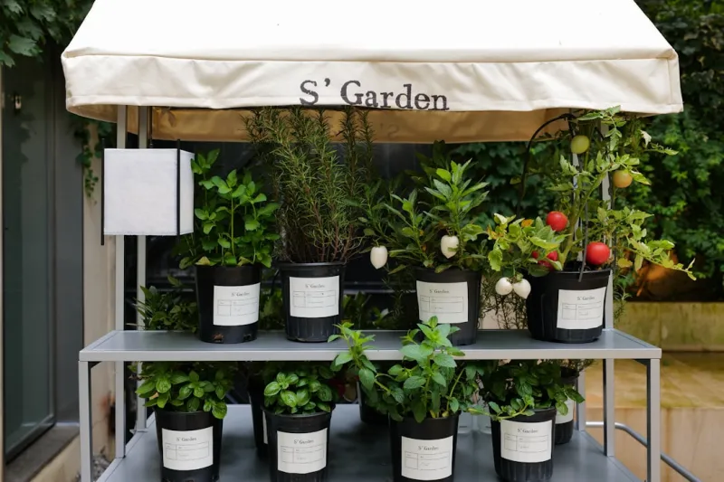 Why My Garden Desk Is the Hottest Home & Garden Trend of 2024
