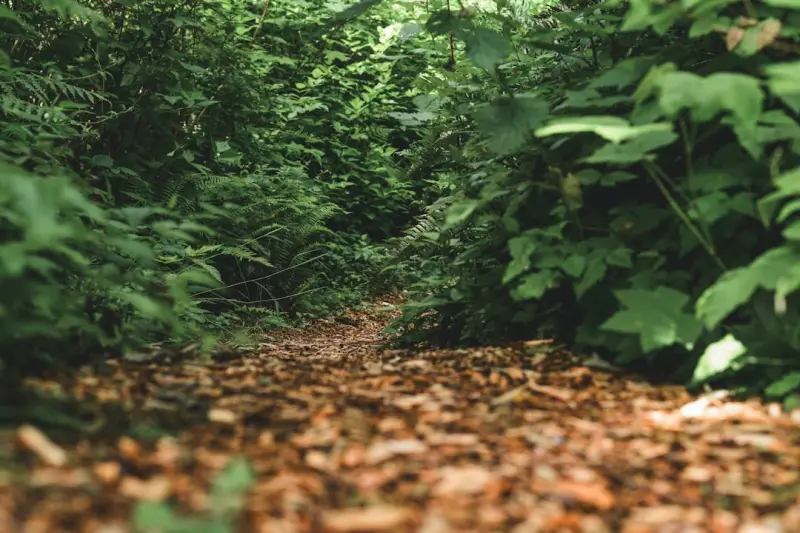 Embracing Natural Materials: A Low‑Tech Path to a Healthier Home Embracing Natural Materials: A Low‑Tech Path to a Healthier Home