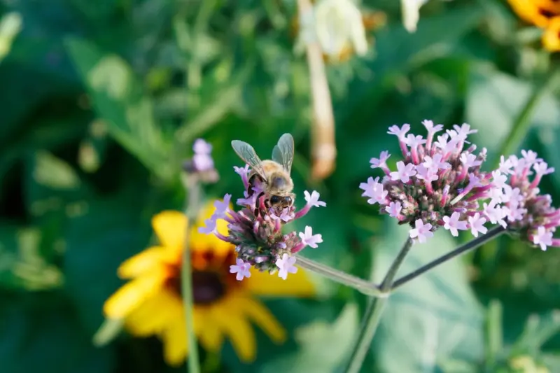 The Ultimate Guide to Building a Pollinator‑Friendly Garden That Boosts Biodiversity The Ultimate Guide to Building a Pollinator‑Friendly Garden That Boosts Biodiversity