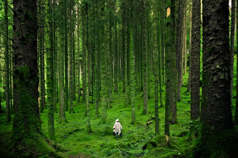Why I’m Making Forest Bathing My Daily Productivity Hack