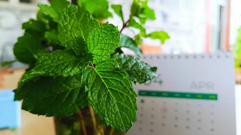 The Green Employment Revolution: How My Garden Desk is Shaping the Future of Work
