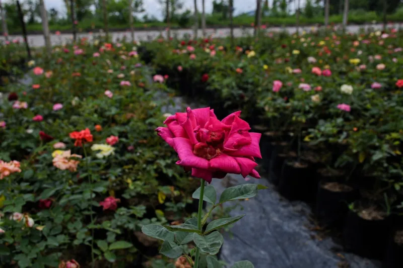 Cultivating Productivity: Rose DesRochers’ Guide to the Garden Desk Revolution