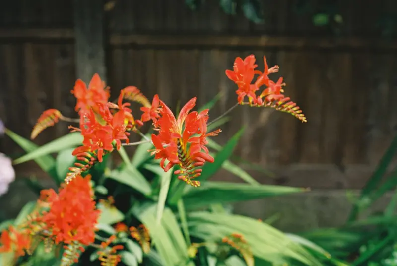 Edible Blooms: Turning Your Backyard Into a Flavorful Gallery