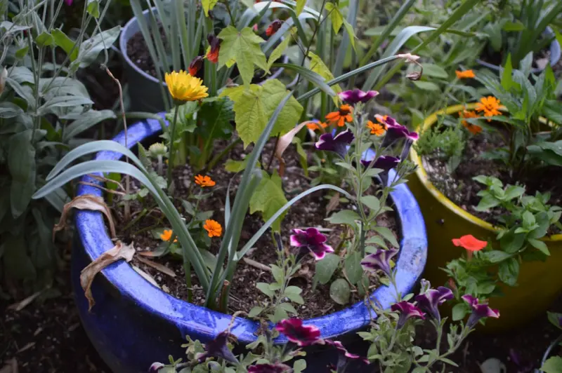 Edible Elegance: Turning Your Garden Into a Culinary Canvas