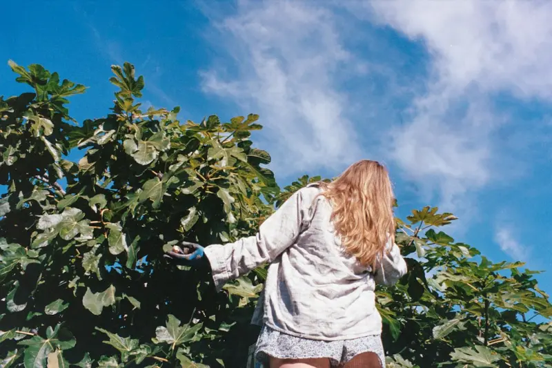 Cultivating Heirloom Fruit Trees: A Backyard Revival