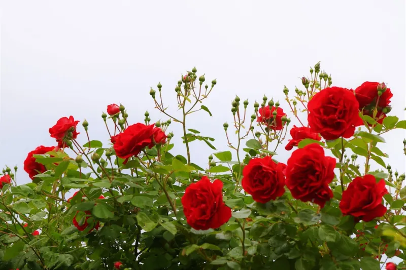 From Garden Soil to Office Success: Rose DesRochers Redefines Home & Garden Living
