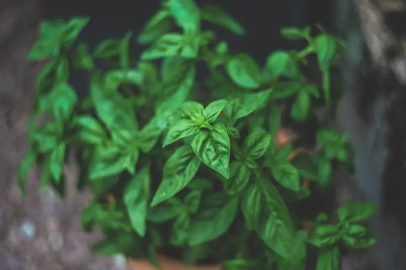 Cultivating a Kitchen Herb Oasis: Fresh Flavors and Everyday Calm