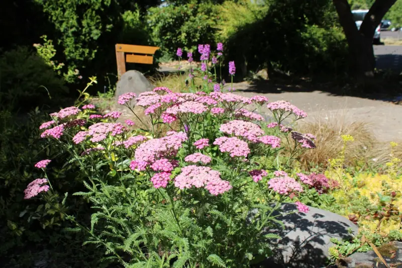The Rise of Native Pollinator Gardens: Transform Your Yard into a Biodiversity Hub