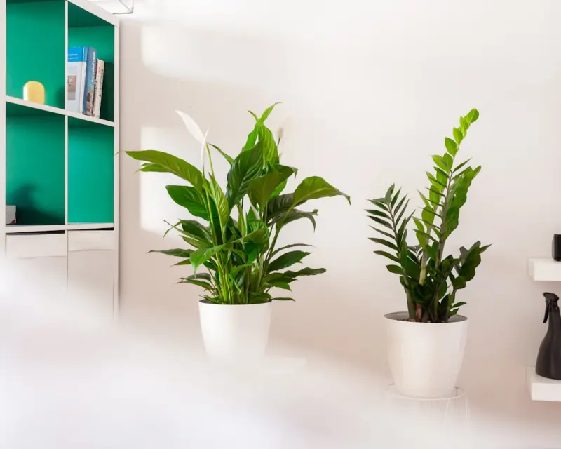 Houseplant Haven: Curating a Living Green Space for Health, Mood, and Productivity