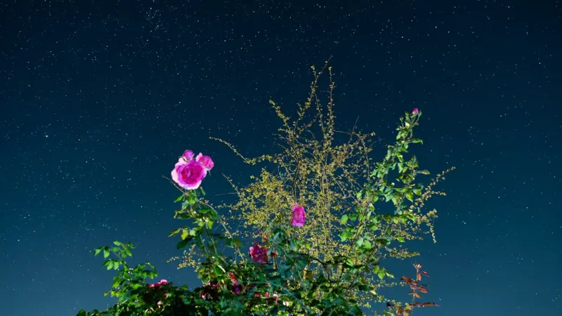 Nighttime Alchemy: Transform Your Garden with Purposeful Lighting - iBusiness Directory Canada