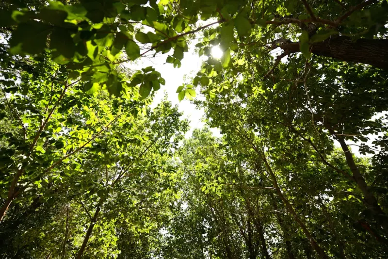 Why Urban Forest Bathing Is the Next Health Revolution