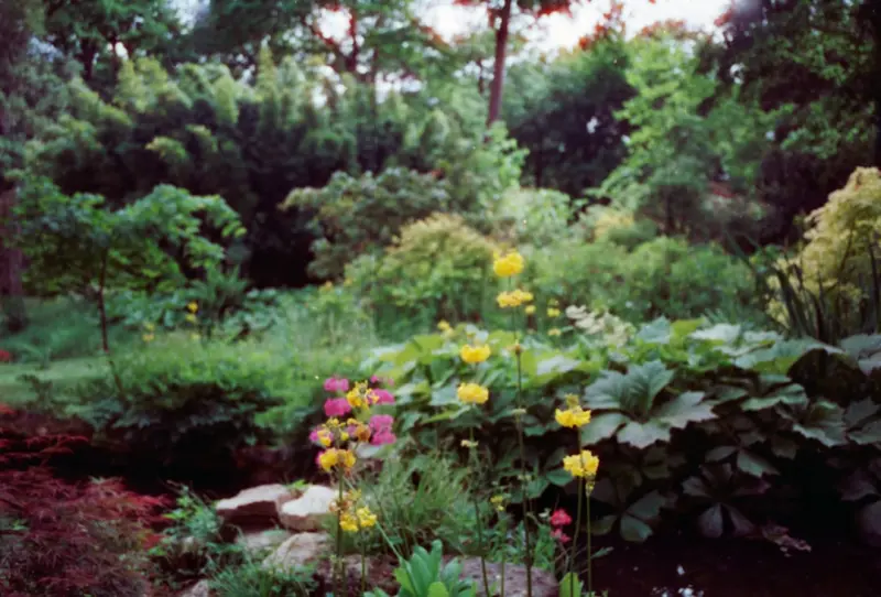 Edible Landscaping: Turning Your Yard into a Living Pantry