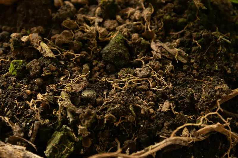 The Secret World of Soil Microbes: Transform Your Home Garden