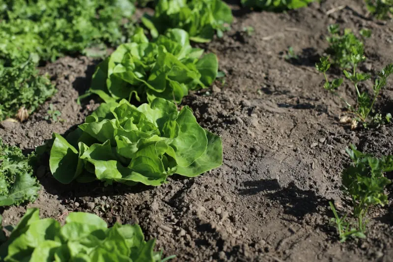 Cultivating a Year‑Round Kitchen Garden: From Seed to Plate