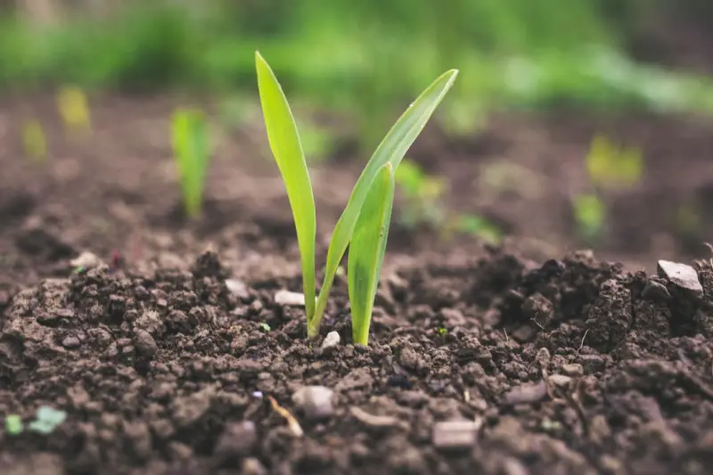 The Secret Life of Soil: Turning Your Yard into a Living Laboratory