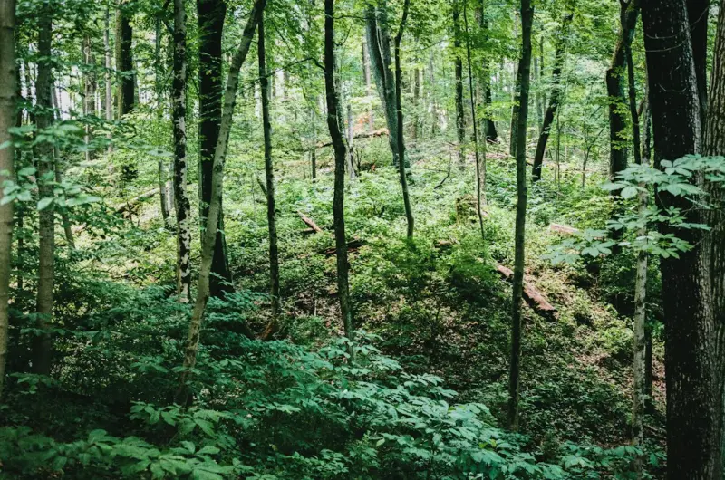 Finding the Forest Within: How Urban Forest Bathing Recharges Body, Mind, and Career