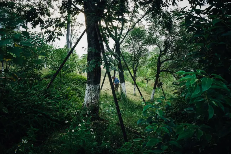 Urban Forest Bathing: Reclaiming Calm in the Concrete Jungle