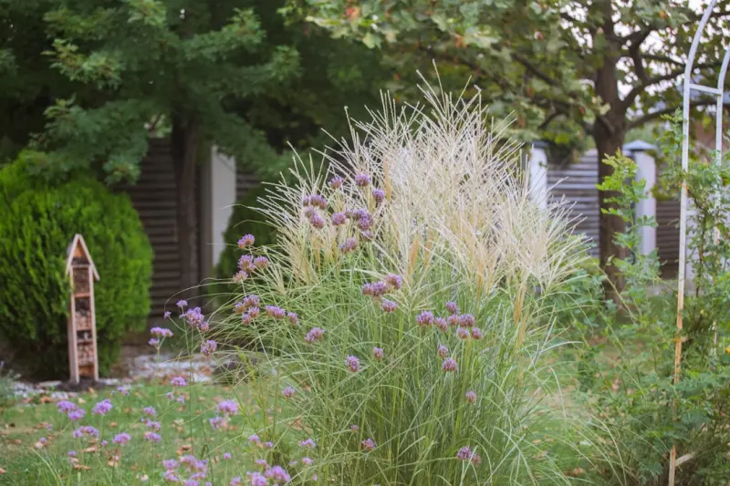 Reviving Your Backyard: Harnessing the Power of Native Plants